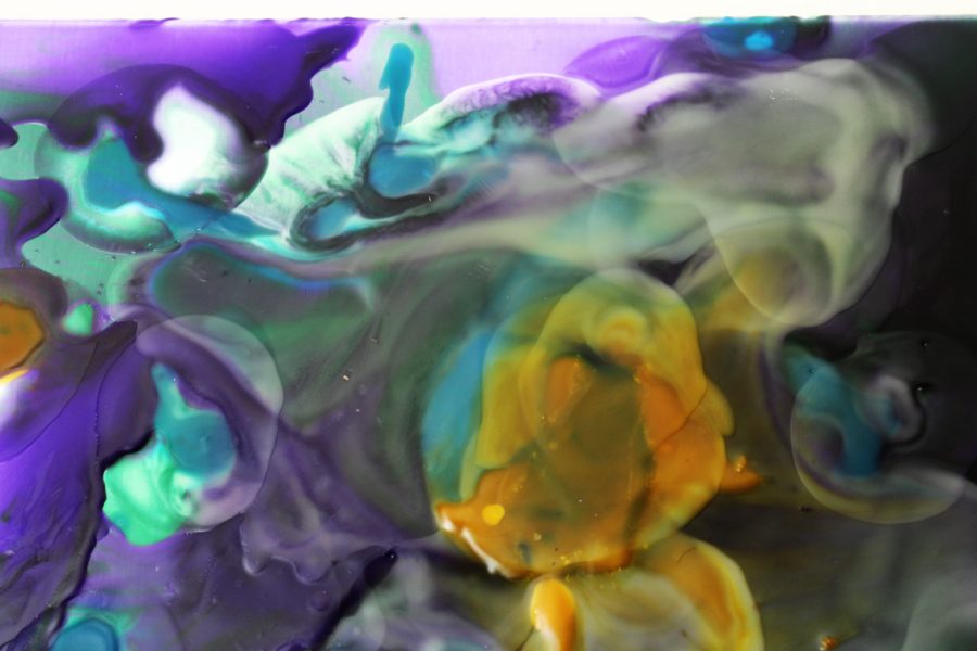 TRAPPED TURTLE - Image 2